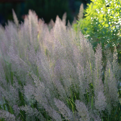  Caspian Feather Reed Grass