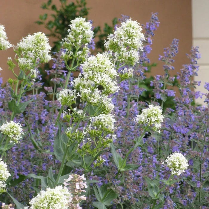  Summer Showstopper Pre-Planned Garden