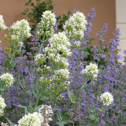  Summer Showstopper Pre-Planned Garden