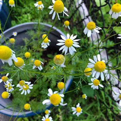  Alternative Lawn Wildflower Seed Mix