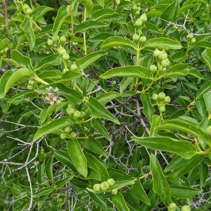  Cheyenne® Mock Orange