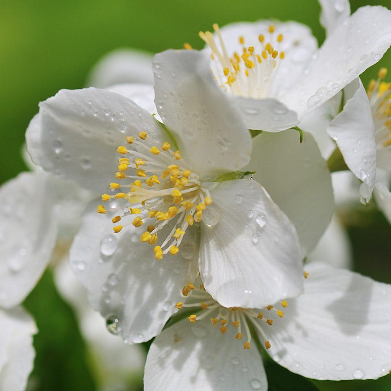  Cheyenne® Mock Orange