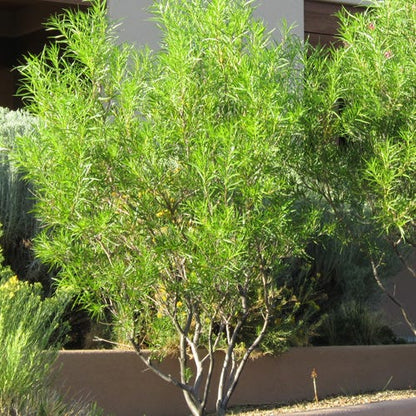  Hope Desert Willow