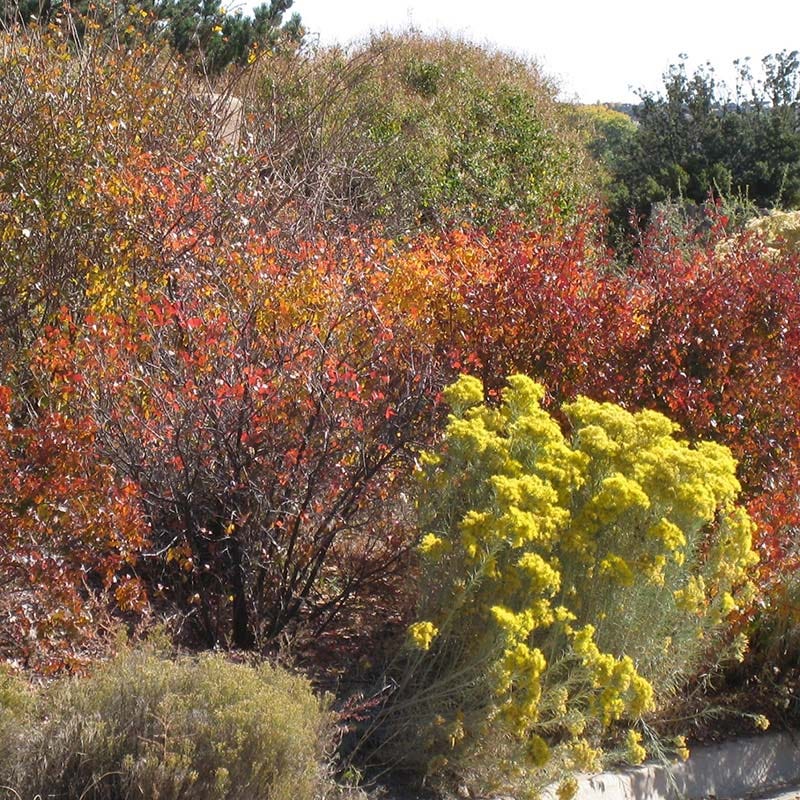  Habitat Shrub Collection For The West