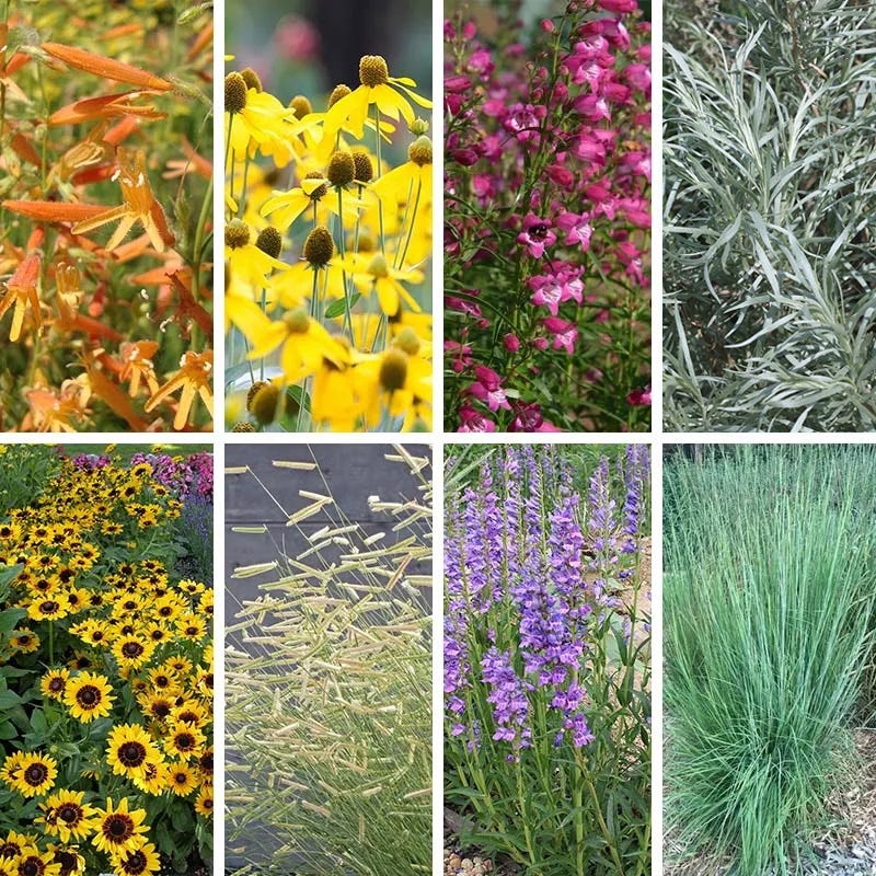  Colorado Perennial Collection