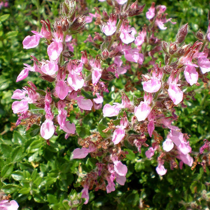  Compact Creeping Germander (Teucrium)