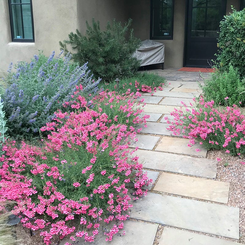  Coral Canyon® Twinspur (Diascia)