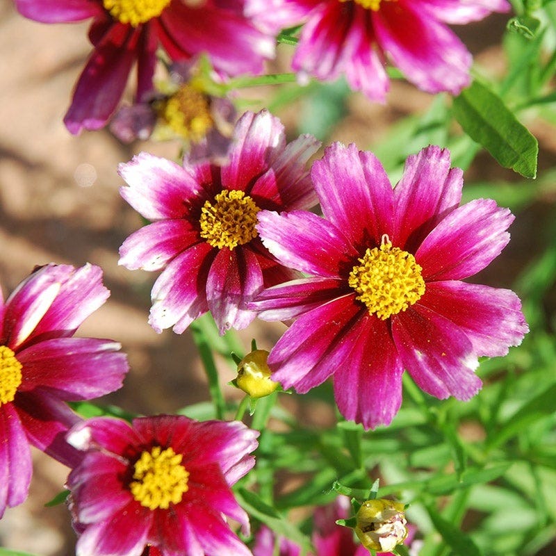  Butterfly Paradise Pre-Planned Cottage Garden