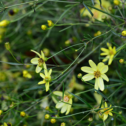  Moonbeam Coreopsis