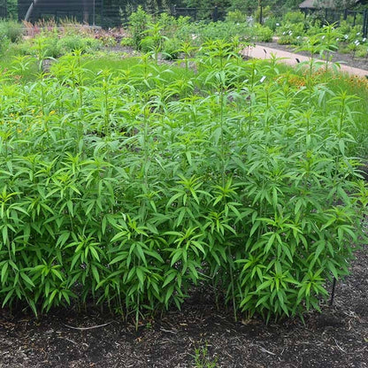  Gold Standard Coreopsis
