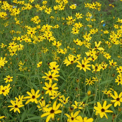  Gold Standard Coreopsis