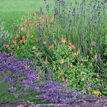  Arizona Columbine