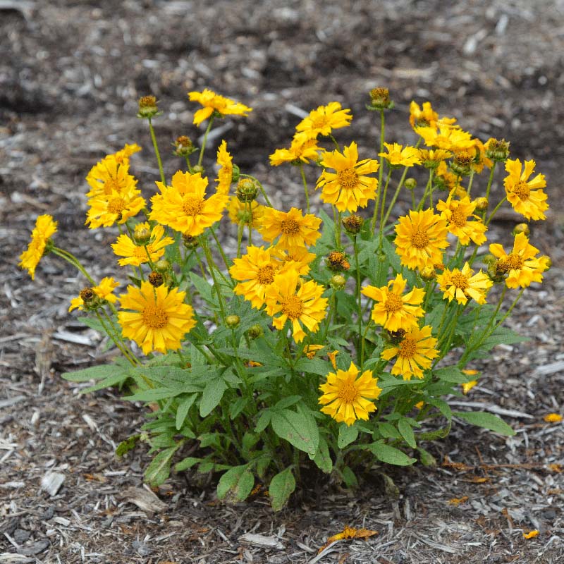  Jethro Tull Coreopsis
