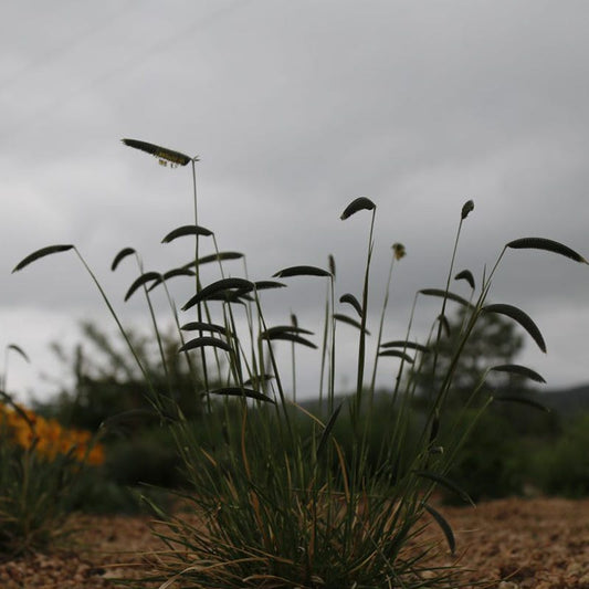  FREEDA® Caterpillar Grass