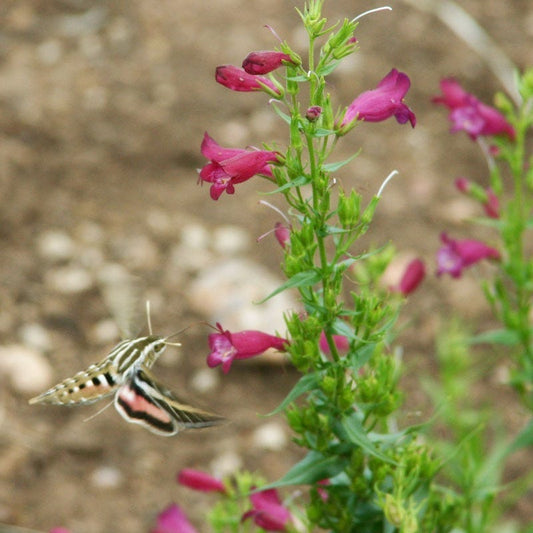  Red Rocks® Penstemon