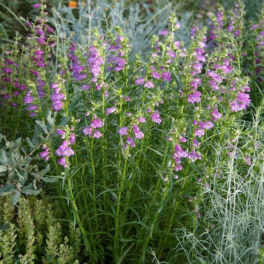  Shadow Mountain® Penstemon