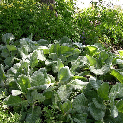  Silver Salvia