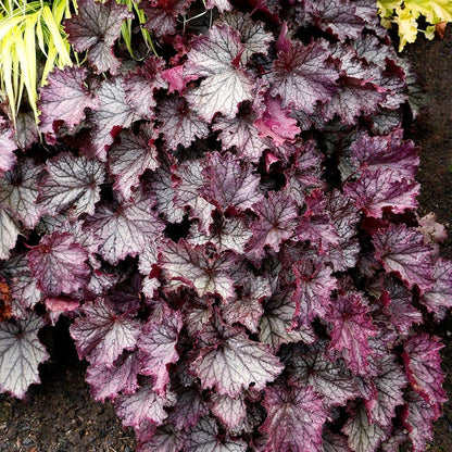  Dry Shade Groundcover Collection