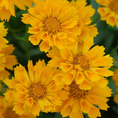  Jethro Tull Coreopsis