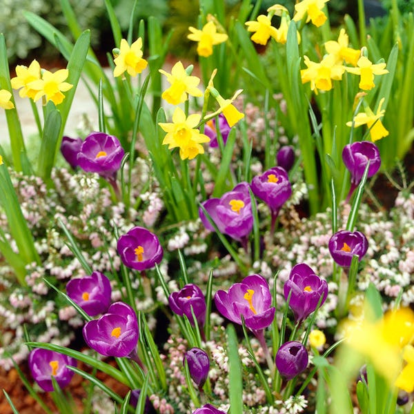  Remembrance Dutch Crocus