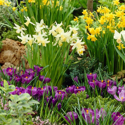  Remembrance Dutch Crocus