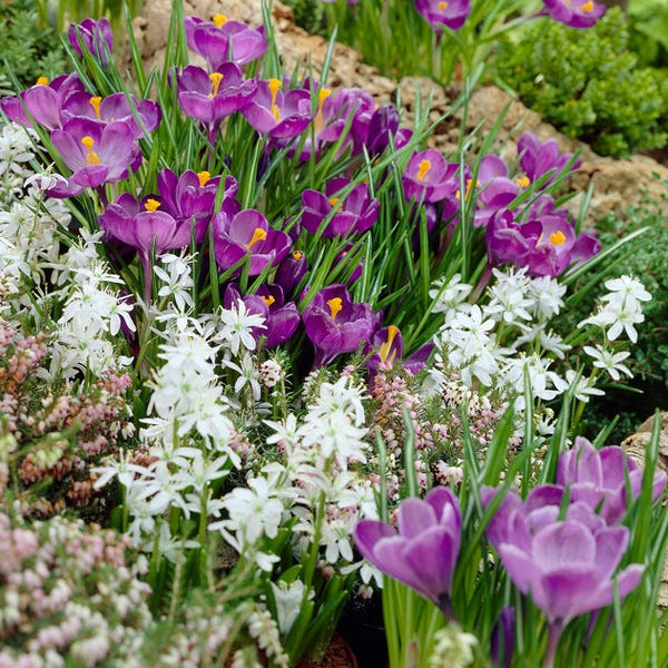  Remembrance Dutch Crocus