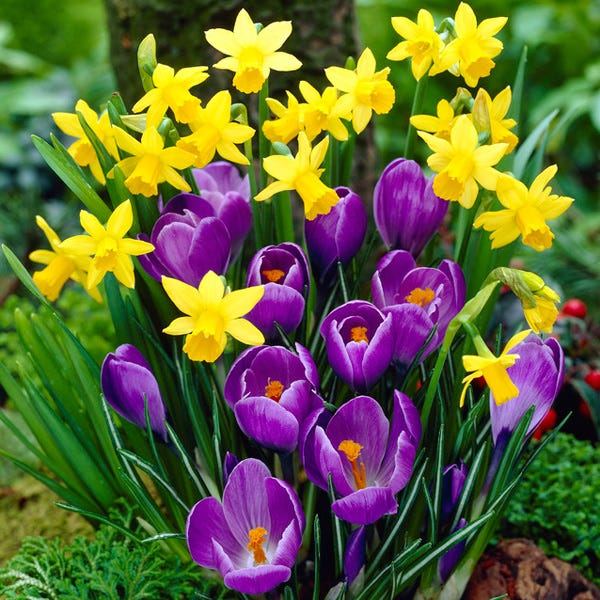  Remembrance Dutch Crocus