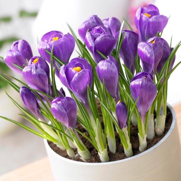 Remembrance Dutch Crocus