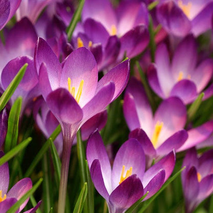  Tommasini's Ruby Giant Crocus