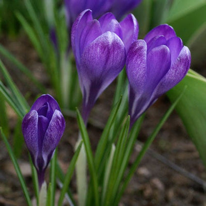  Tommasini's Ruby Giant Crocus