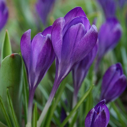 Tommasini's Ruby Giant Crocus