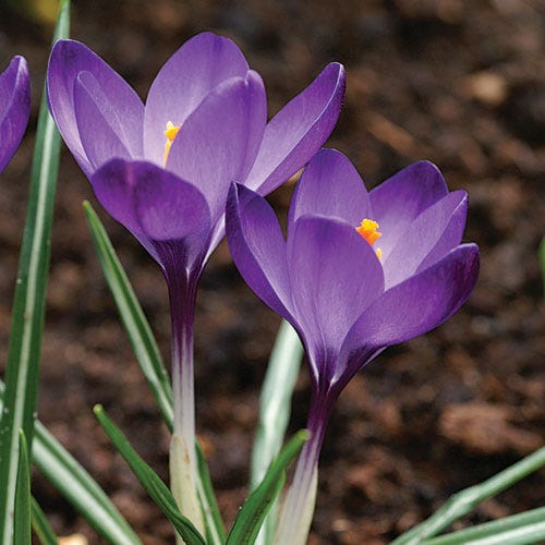  Tommasini's Ruby Giant Crocus