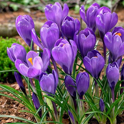  Remembrance Dutch Crocus