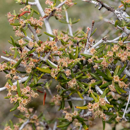 Curl Leaf Mountain Mahogany (Cercocarpus)