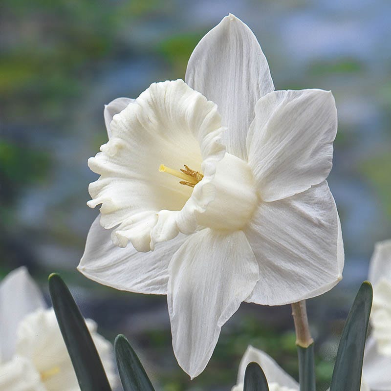  Mount Hood Trumpet Daffodil