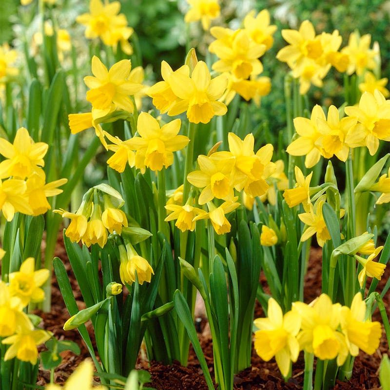  Tete-a-Tete Miniature Daffodil