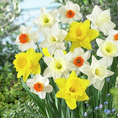  Large Cupped Daffodil Mix
