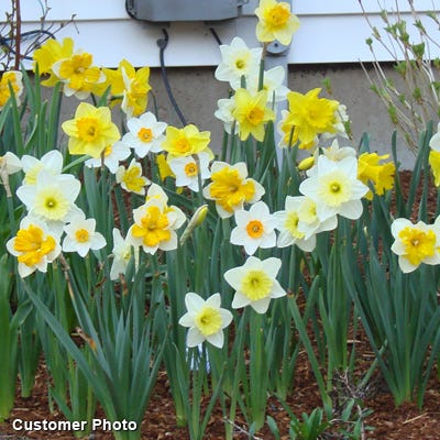  Large Cupped Daffodil Mix