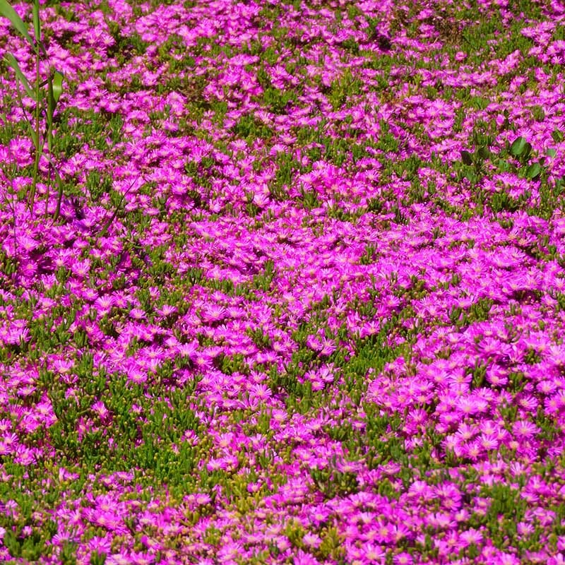  TABLE MOUNTAIN® Ice Plant