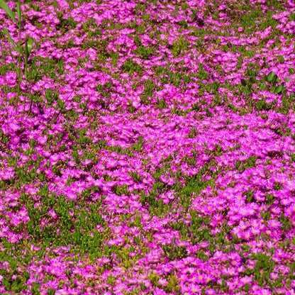  TABLE MOUNTAIN® Ice Plant