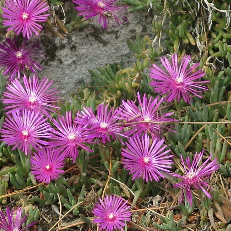  TABLE MOUNTAIN® Ice Plant