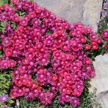  Granita® Raspberry Ice Plant