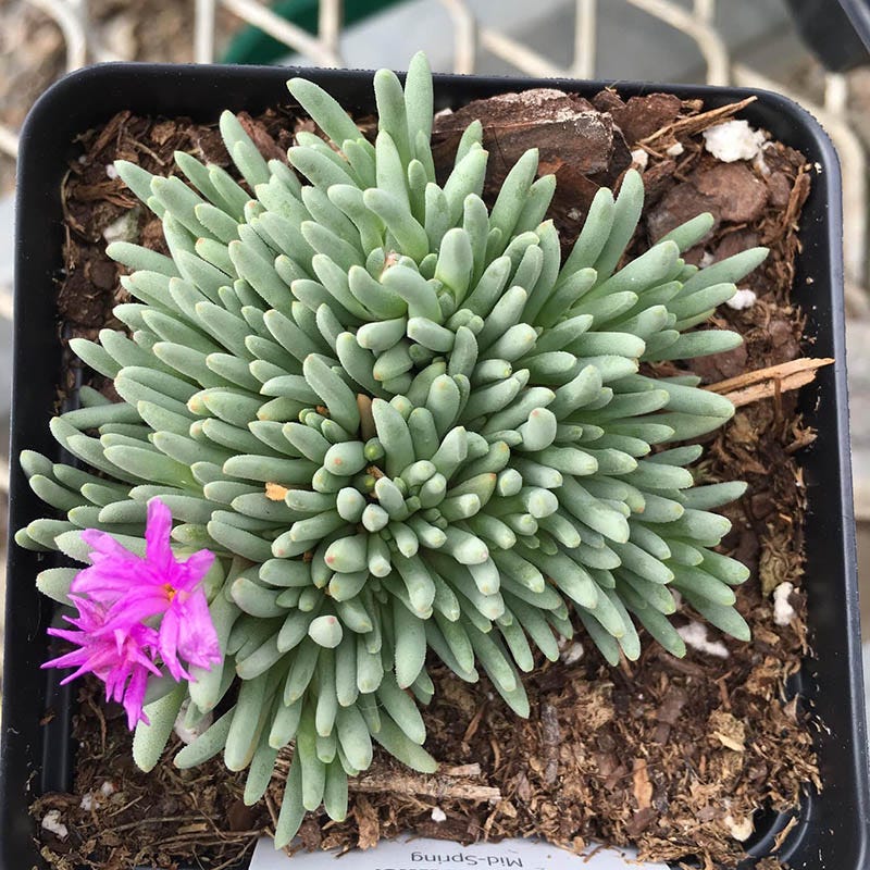  Tufted Ice Plant