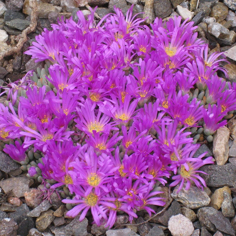  Tufted Ice Plant