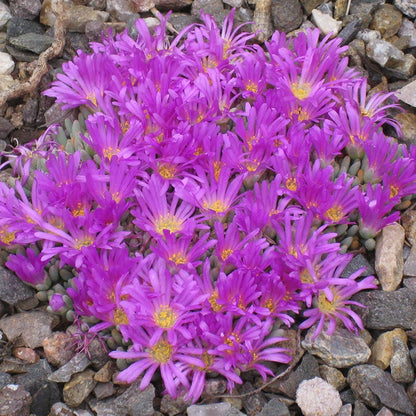  Tufted Ice Plant