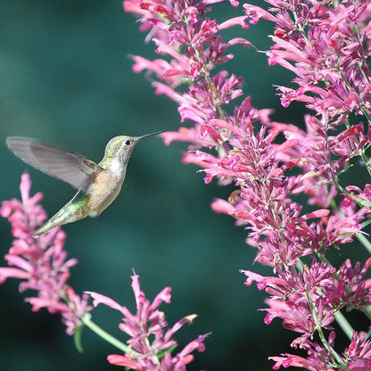  Autumn Magic Pollinator Collection