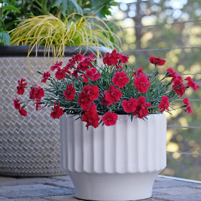  Star Single™ Fire Star Dianthus