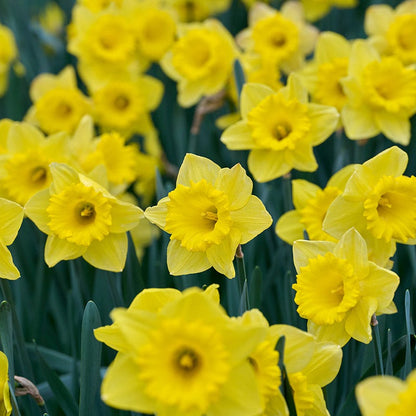  Dutch Master Trumpet Daffodil
