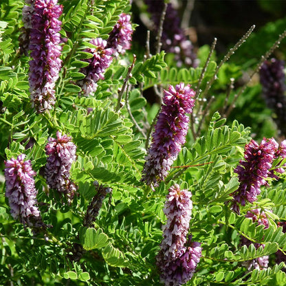  Dwarf Leadplant (Amorpha)