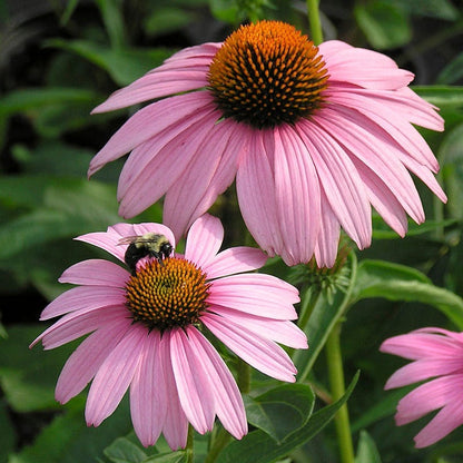  Summer Dreams Pre-Planned Garden